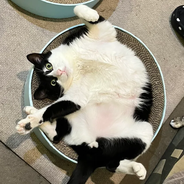 란쇼