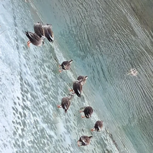 파란돌