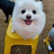 봉덕동마술사