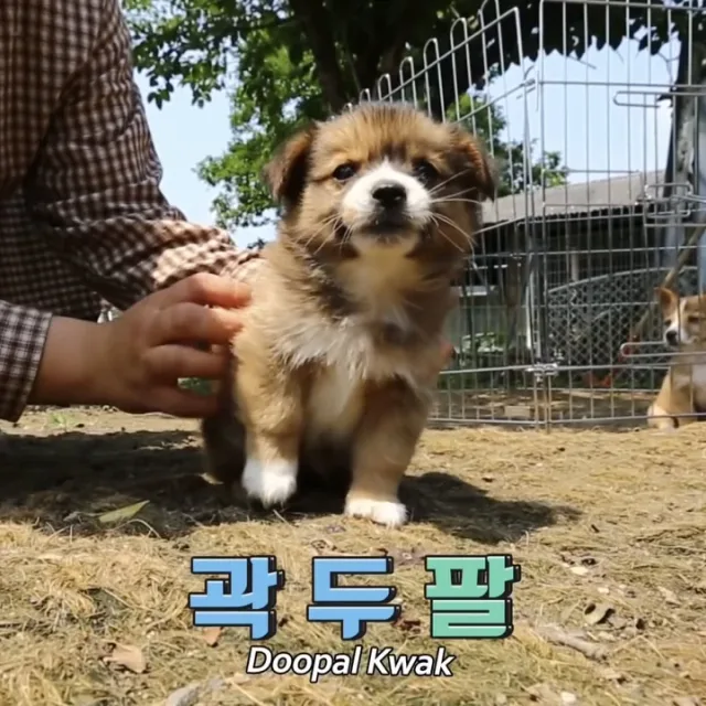 곽두팔