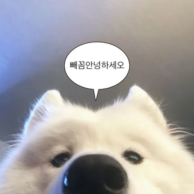 앙뇽