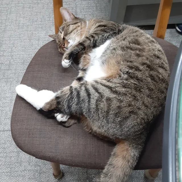예삐
