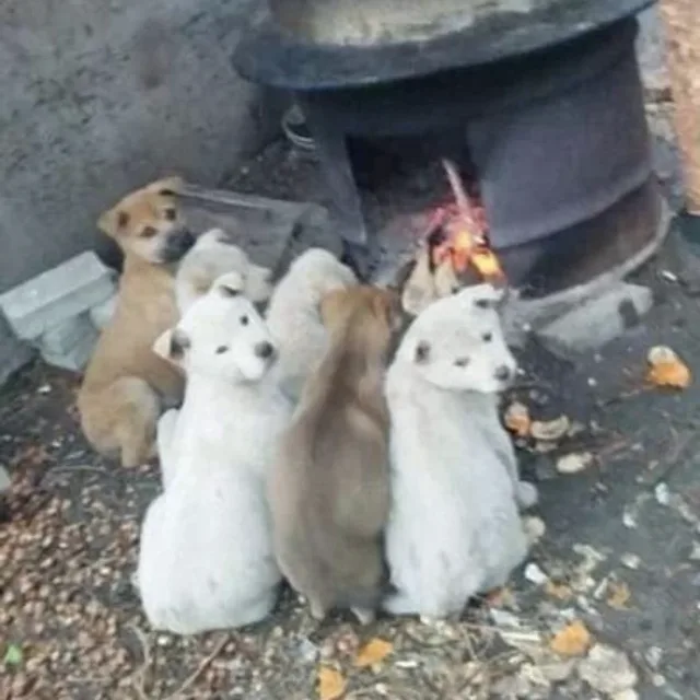 포동동이