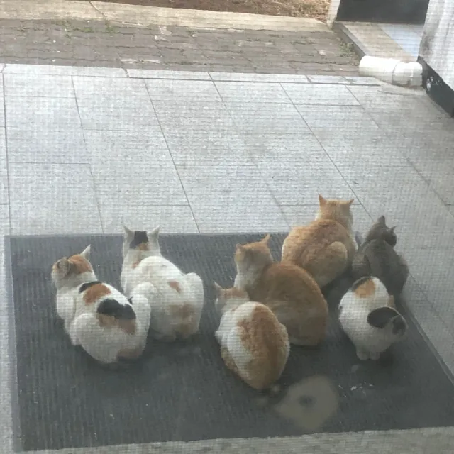 꽃순