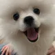 곽풀잎