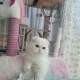 뇽뇽