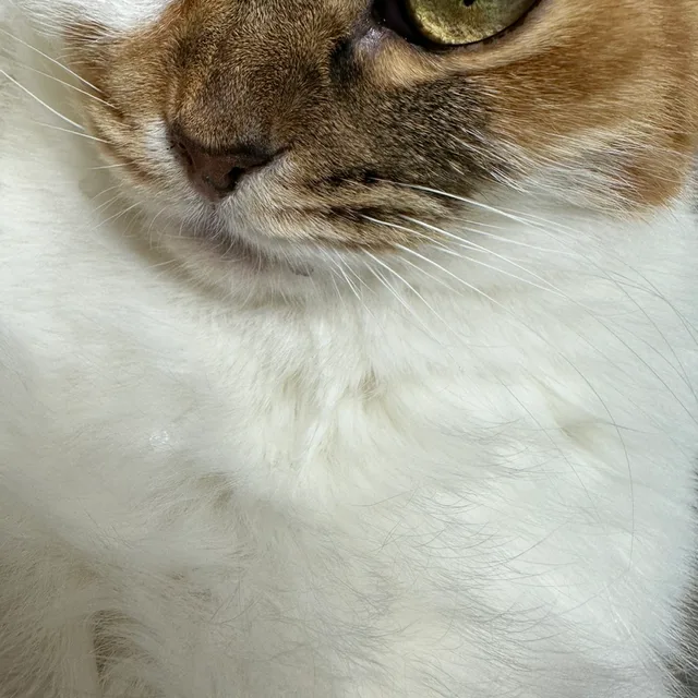 단단짠
