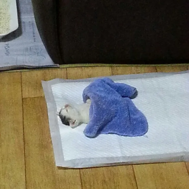 버리