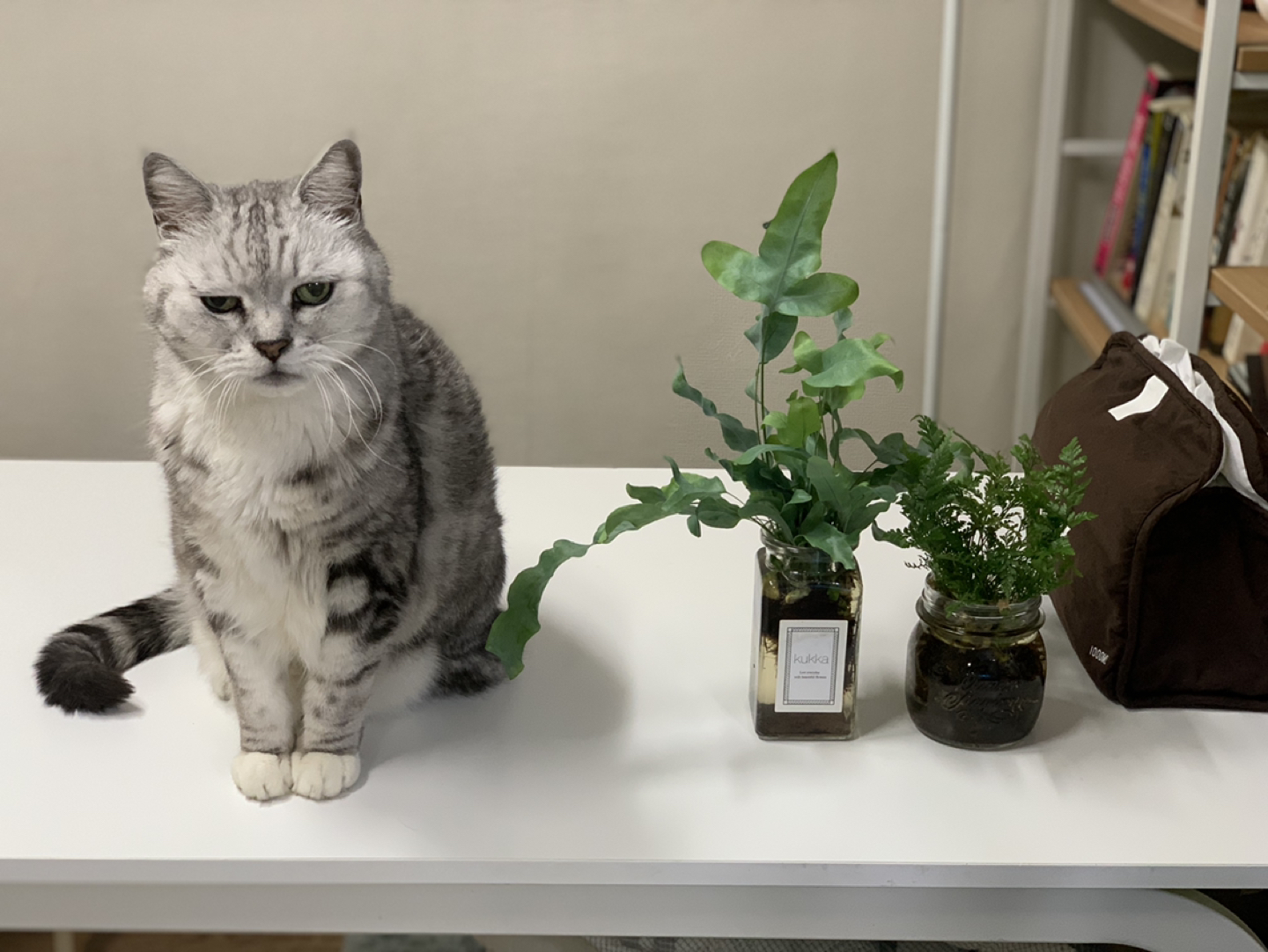 wasabi