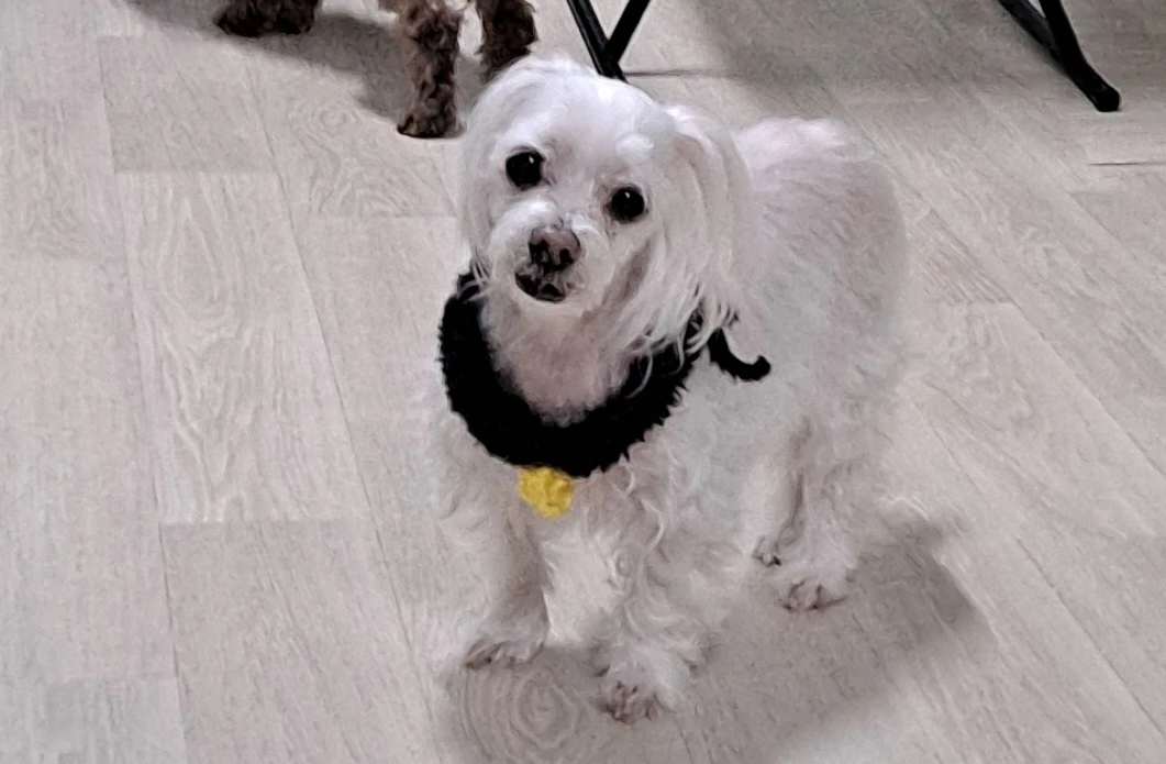꽃님
