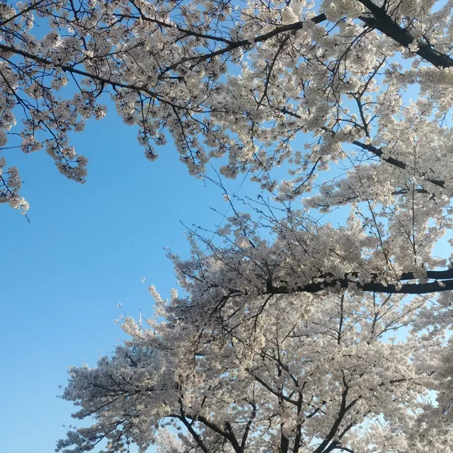 별이
