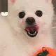 sarang