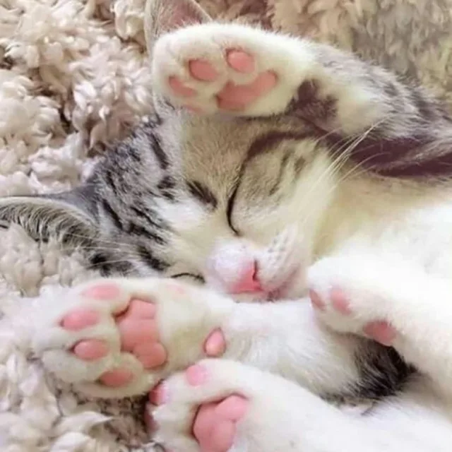 옹이노른이
