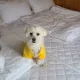 옥수수
