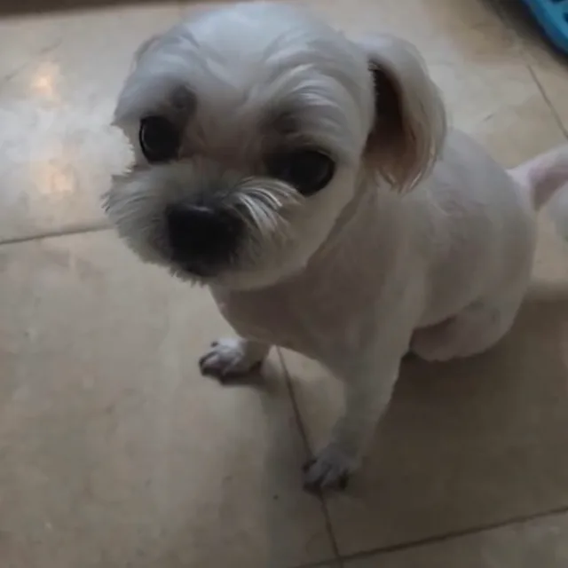 초미