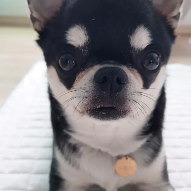 맘스터님