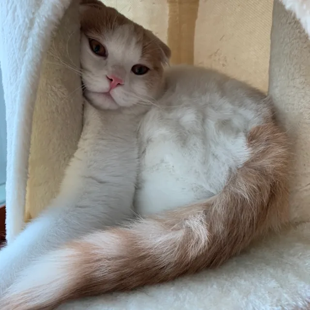 리온네