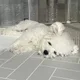 다당근