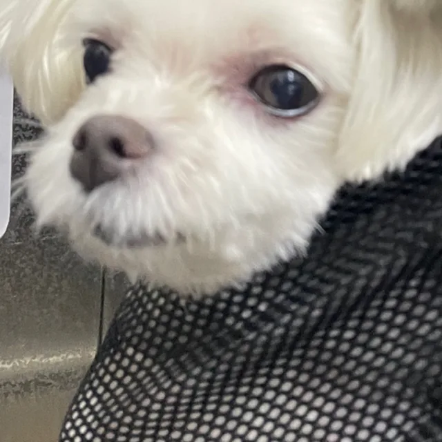 2장희