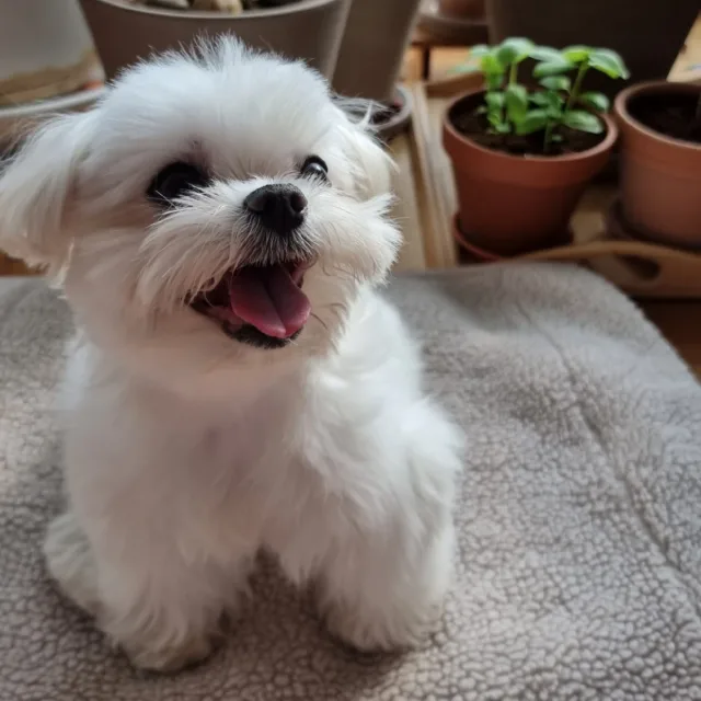 흰둥