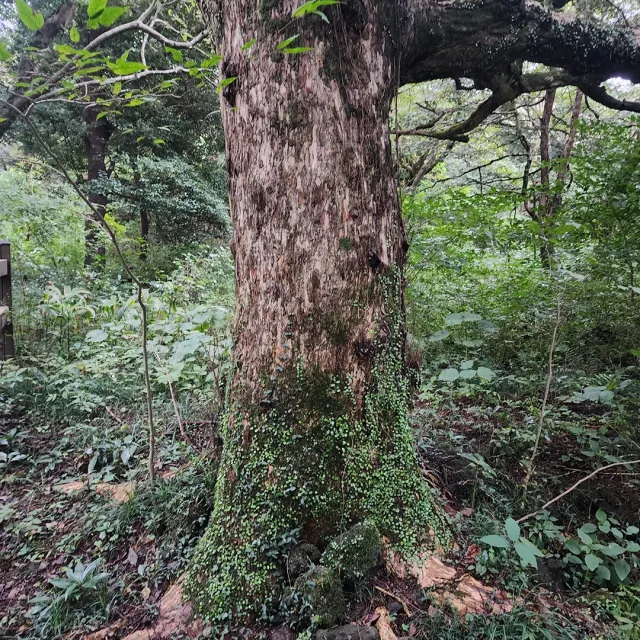 초록풀