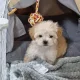튼튼이