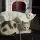 후리지아