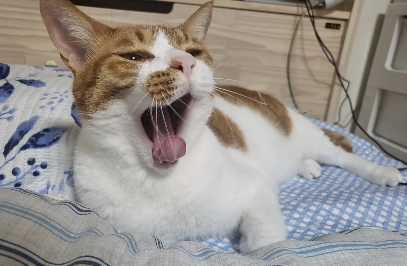 써써니