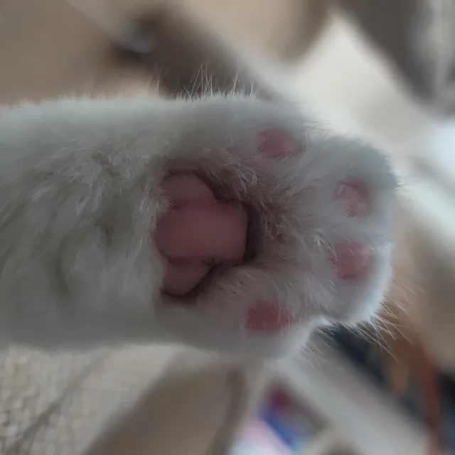 무명의당근