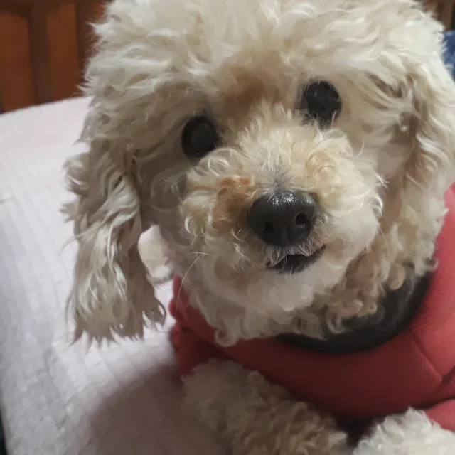 코코