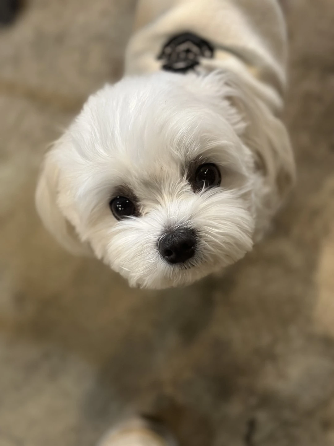 지니지니