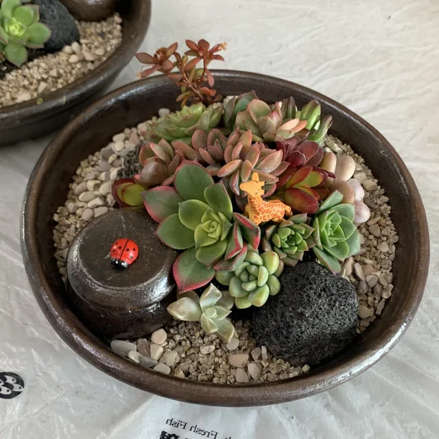 진진맘