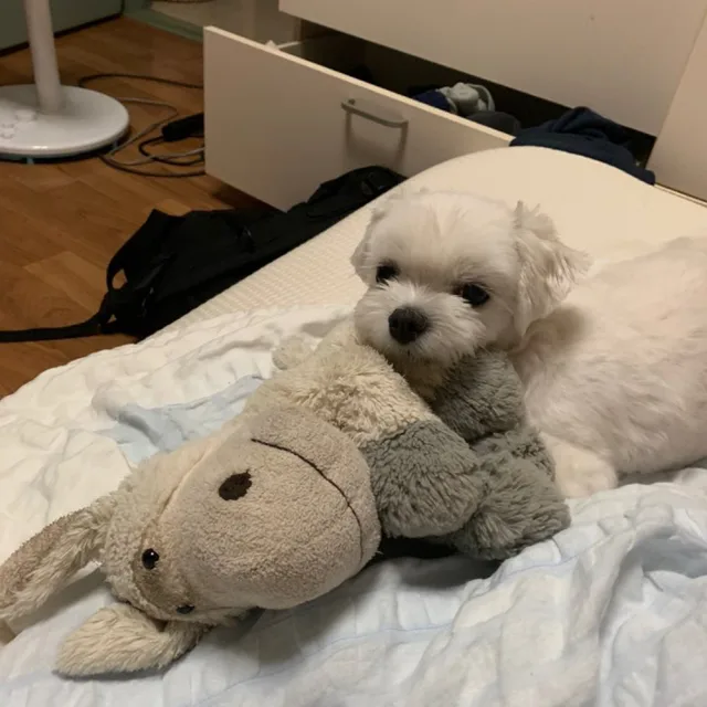 당근먹고싶다