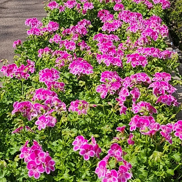 꽃길