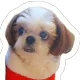 뽕구네
