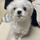 매지