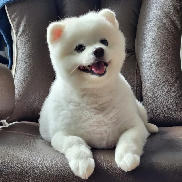 군만두보리