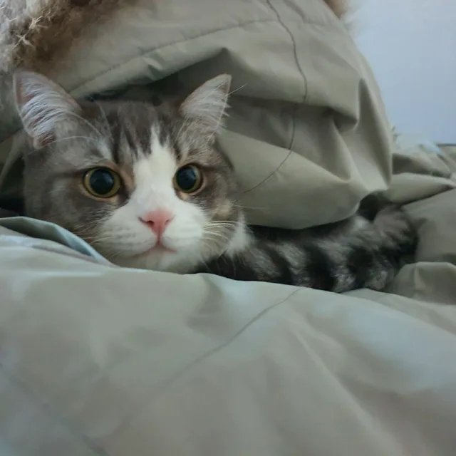 멍콤