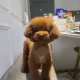 상승요정