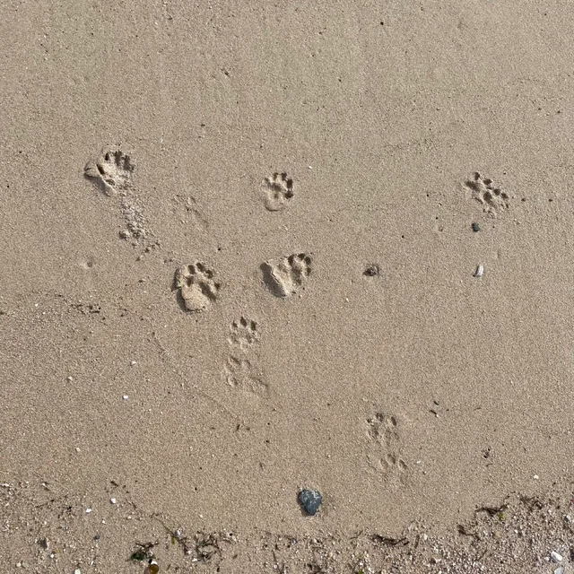 발바닥