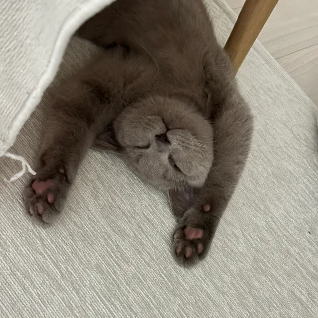 레고