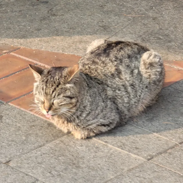 꼬얌미투
