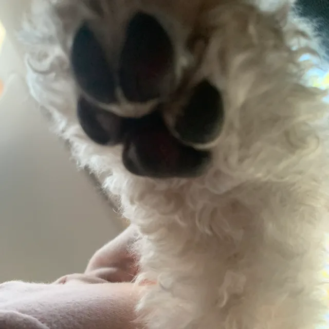 꾹꾹이