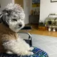 가지