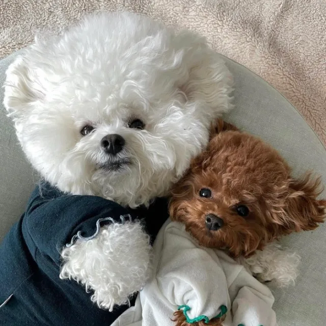 비팅드