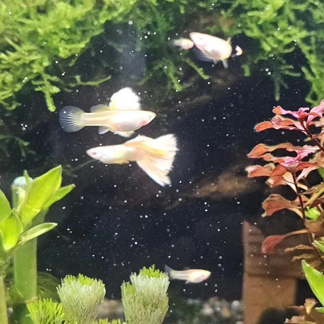 토리아빠