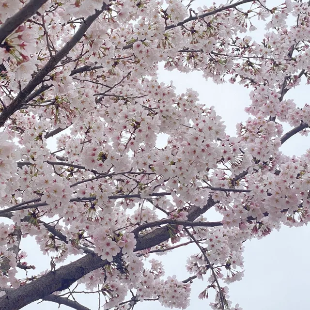 달사