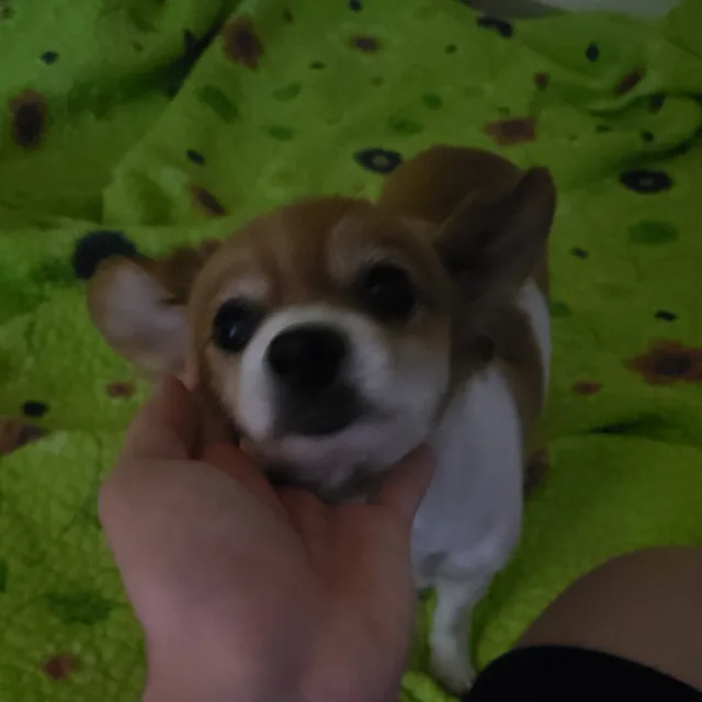 포포
