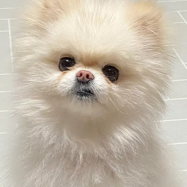 깡지
