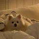 강슨